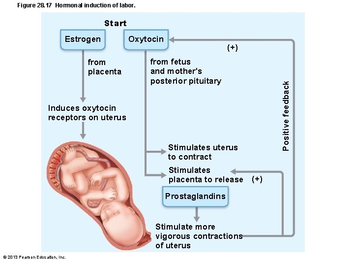 Figure 28. 17 Hormonal induction of labor. Start from placenta Oxytocin (+) from fetus