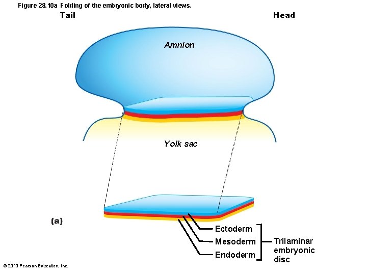 Figure 28. 10 a Folding of the embryonic body, lateral views. Head Tail Amnion