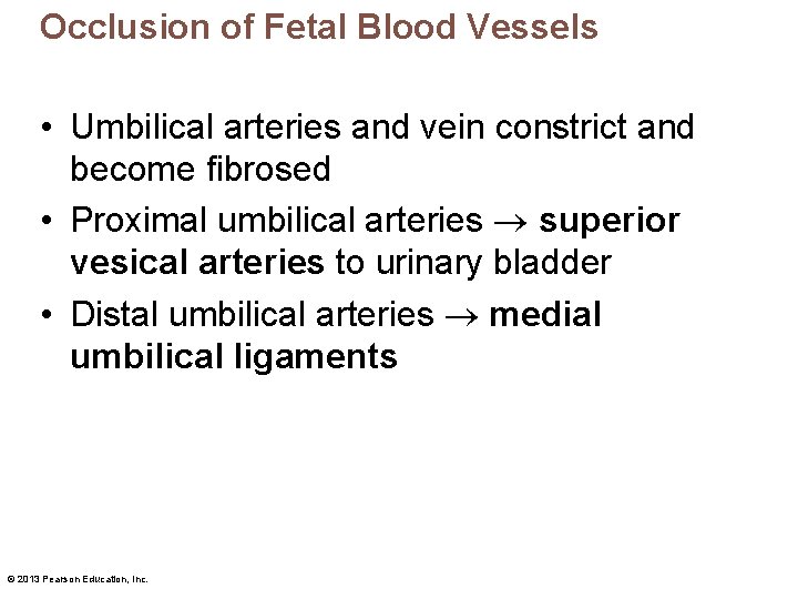 Occlusion of Fetal Blood Vessels • Umbilical arteries and vein constrict and become fibrosed