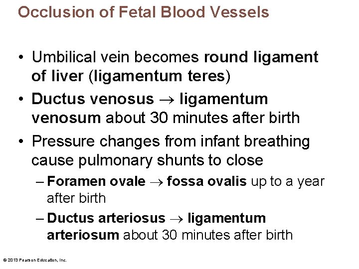 Occlusion of Fetal Blood Vessels • Umbilical vein becomes round ligament of liver (ligamentum