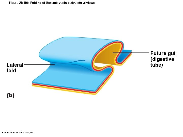 Figure 28. 10 b Folding of the embryonic body, lateral views. Lateral fold ©