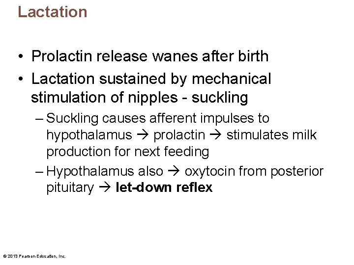 Lactation • Prolactin release wanes after birth • Lactation sustained by mechanical stimulation of