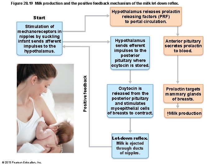 Figure 28. 19 Milk production and the positive feedback mechanism of the milk let-down