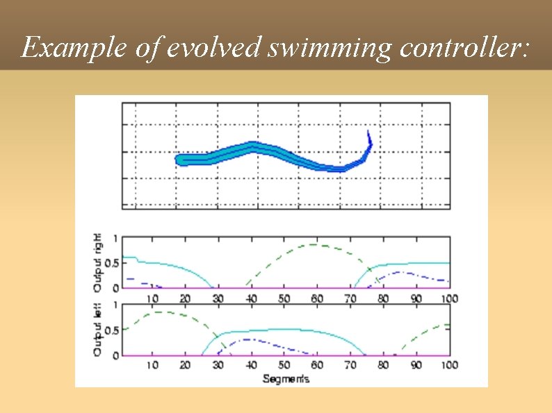 Example of evolved swimming controller: 