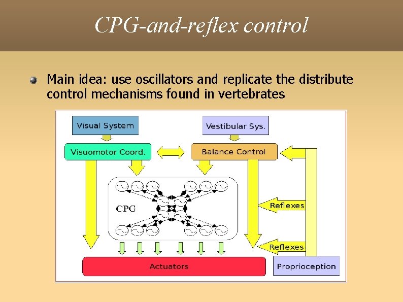 CPG-and-reflex control Main idea: use oscillators and replicate the distribute control mechanisms found in