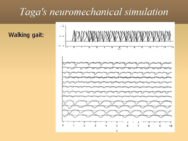 Taga's neuromechanical simulation Walking gait: 