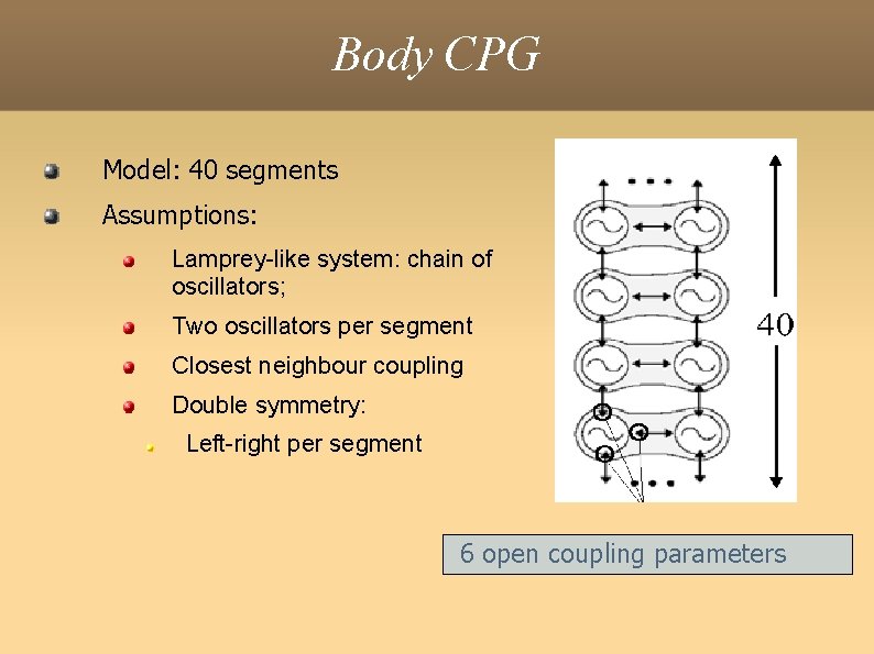 Body CPG Model: 40 segments Assumptions: Lamprey-like system: chain of oscillators; Two oscillators per