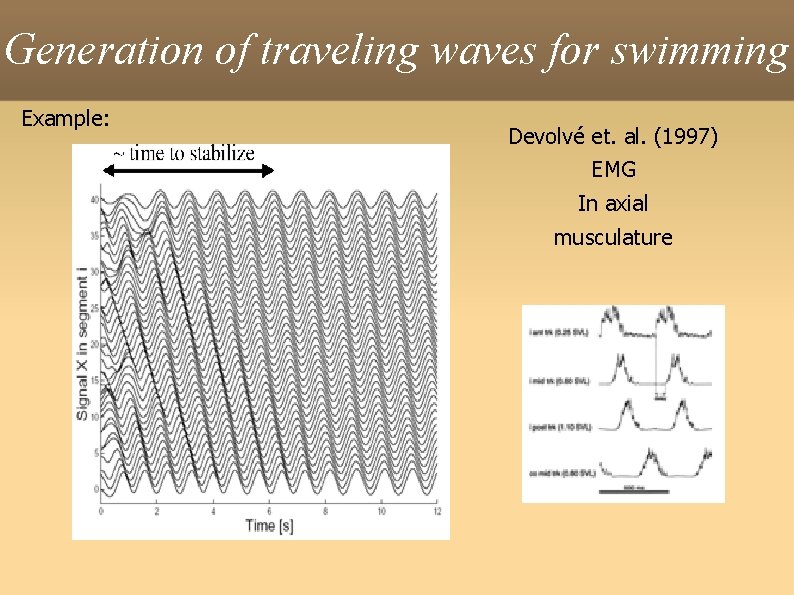 Generation of traveling waves for swimming Example: Devolvé et. al. (1997) EMG In axial