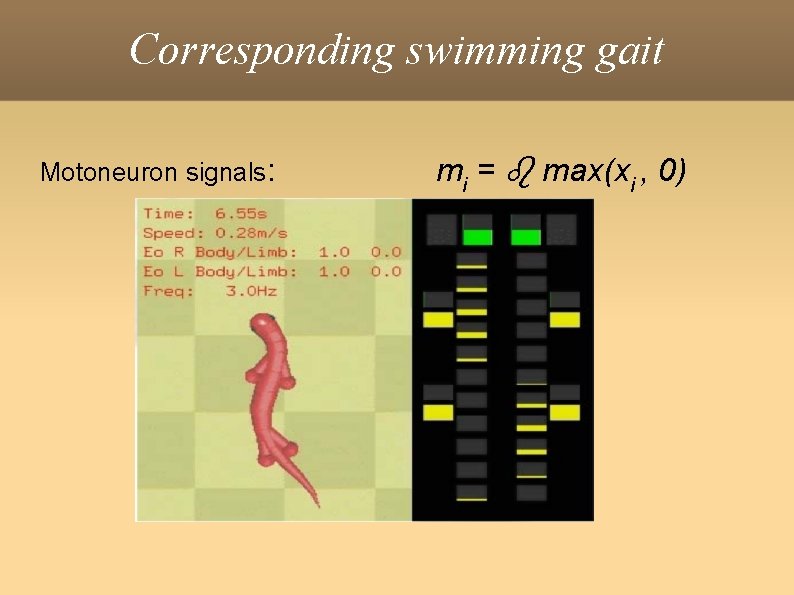 Corresponding swimming gait Motoneuron signals: mi = max(xi , 0) 
