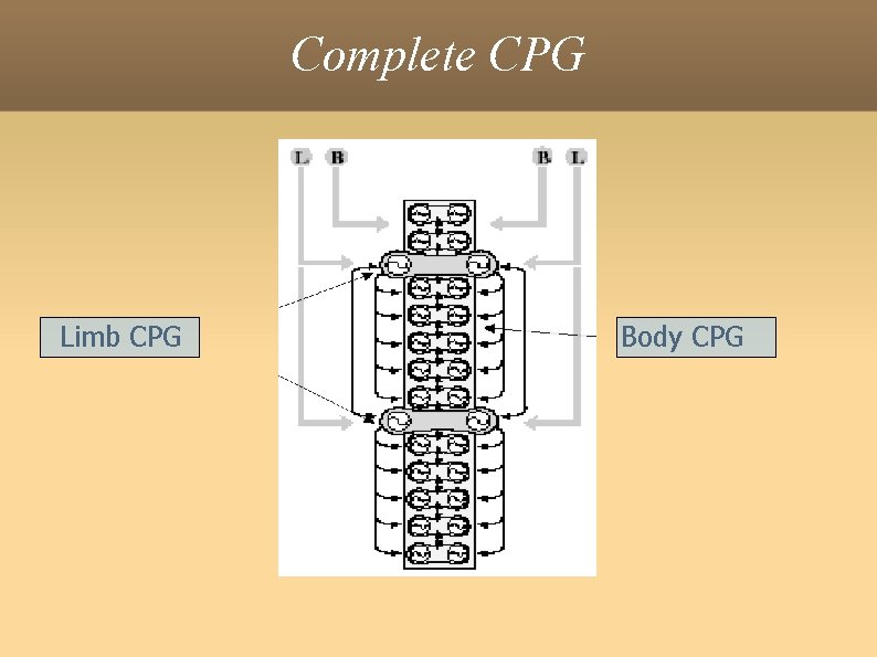 Complete CPG Limb CPG Body CPG 