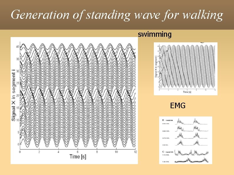 Generation of standing wave for walking swimming EMG 