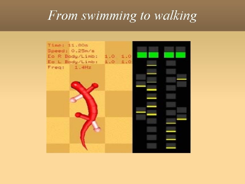 From swimming to walking 