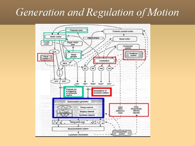 Generation and Regulation of Motion 