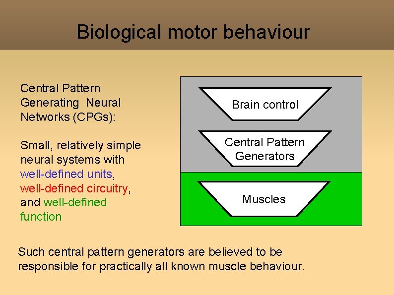 Biological motor behaviour Central Pattern Generating Neural Networks (CPGs): Small, relatively simple neural systems