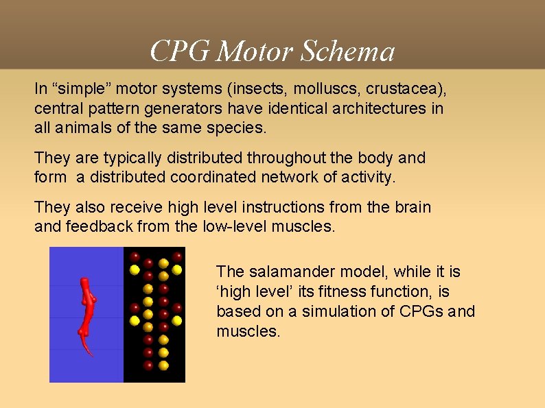 CPG Motor Schema In “simple” motor systems (insects, molluscs, crustacea), central pattern generators have