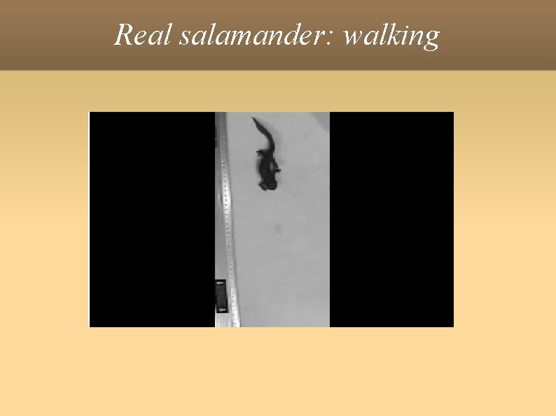 Real salamander: walking 