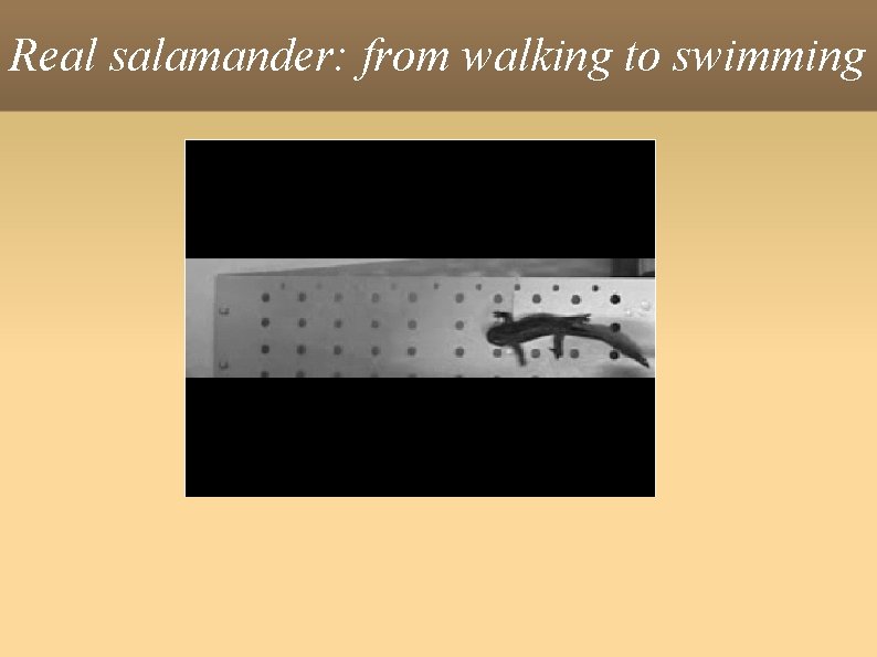 Real salamander: from walking to swimming 