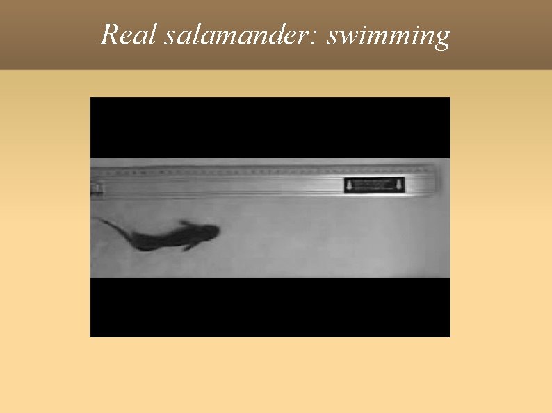 Real salamander: swimming 