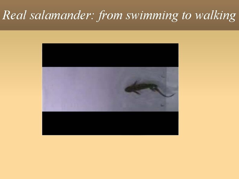 Real salamander: from swimming to walking 