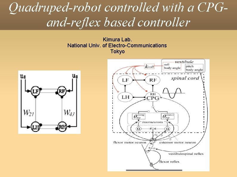 Quadruped-robot controlled with a CPGand-reflex based controller Kimura Lab. National Univ. of Electro-Communications Tokyo