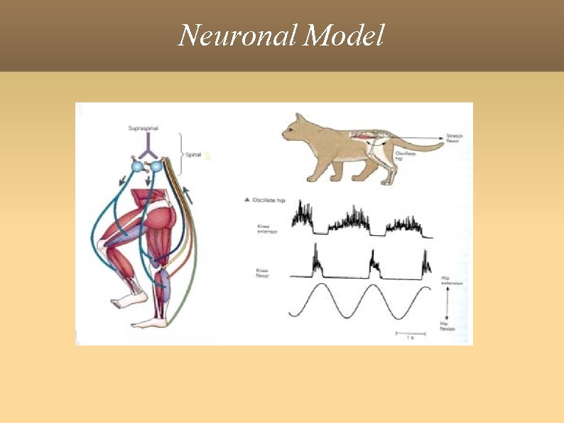 Neuronal Model 