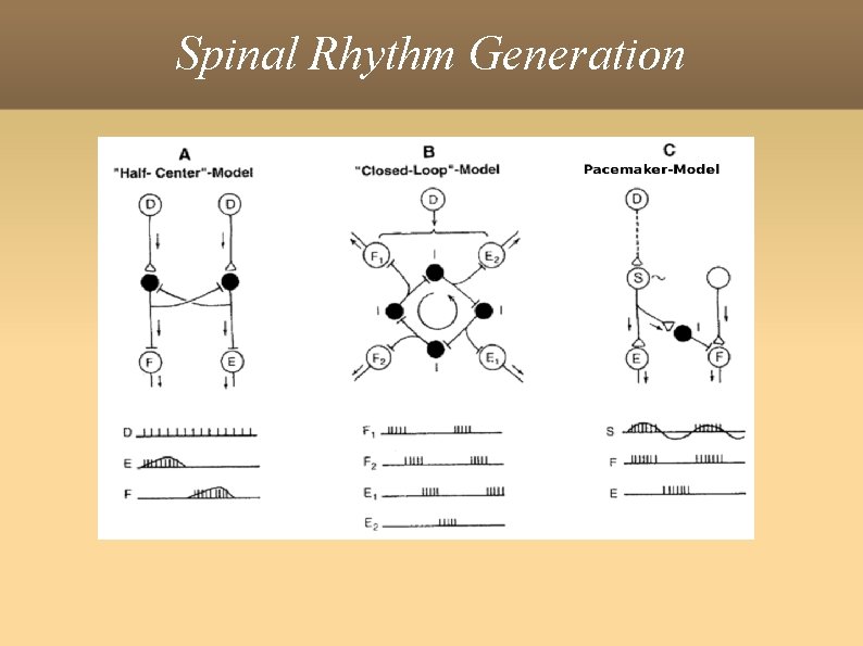 Spinal Rhythm Generation 