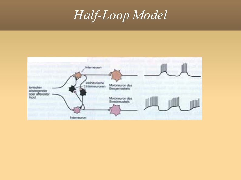 Half-Loop Model 