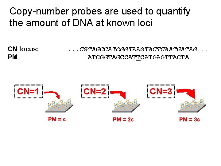 Copy-number probes are used to quantify the amount of DNA at known loci CN