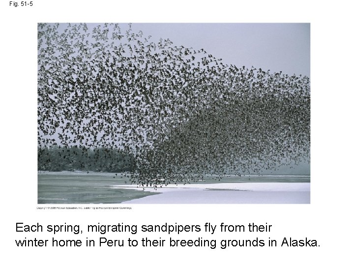 Fig. 51 -5 Each spring, migrating sandpipers fly from their winter home in Peru