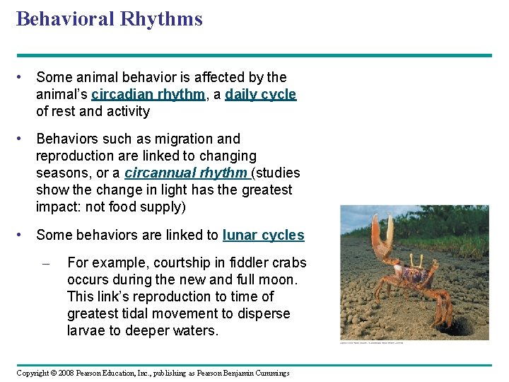 Behavioral Rhythms • Some animal behavior is affected by the animal’s circadian rhythm, a