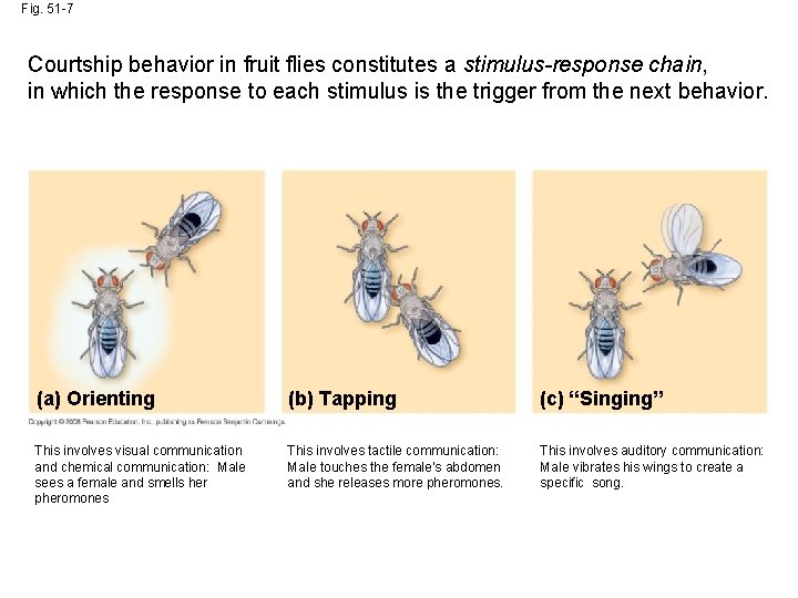 Fig. 51 -7 Courtship behavior in fruit flies constitutes a stimulus-response chain, in which