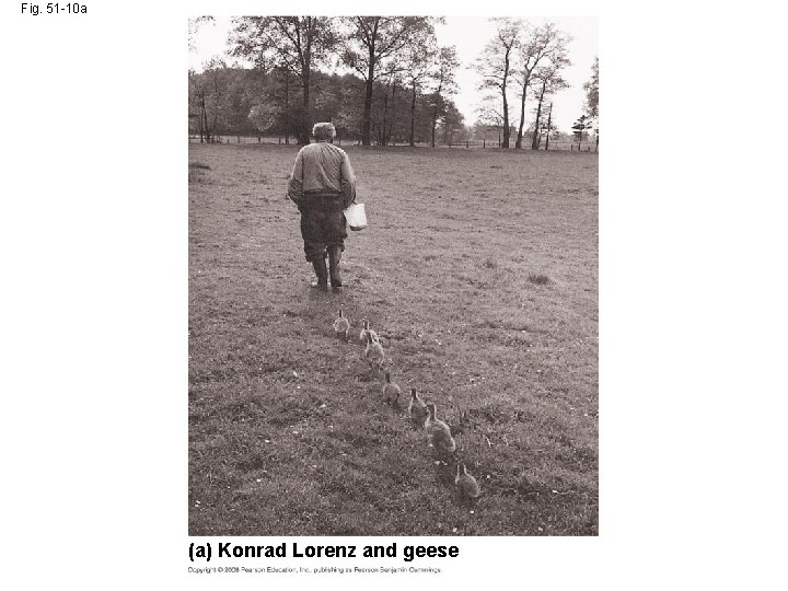 Fig. 51 -10 a (a) Konrad Lorenz and geese 