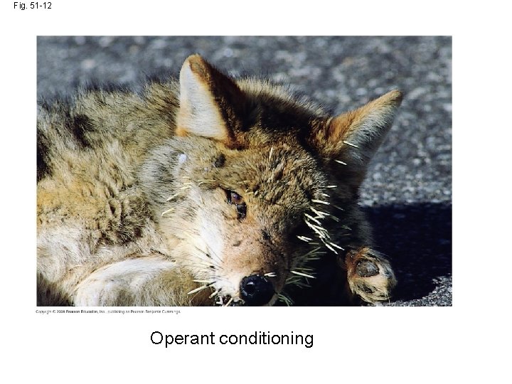 Fig. 51 -12 Operant conditioning 