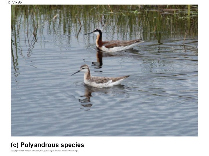 Fig. 51 -20 c (c) Polyandrous species 