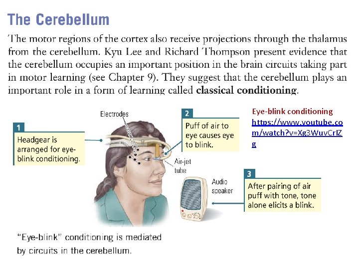 Eye-blink conditioning https: //www. youtube. co m/watch? v=Xg 3 Wuv. Cr. IZ g 