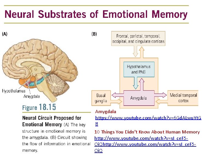 Amygdala https: //www. youtube. com/watch? v=6 Gd. ALwu. Yt. G 8 10 Things You