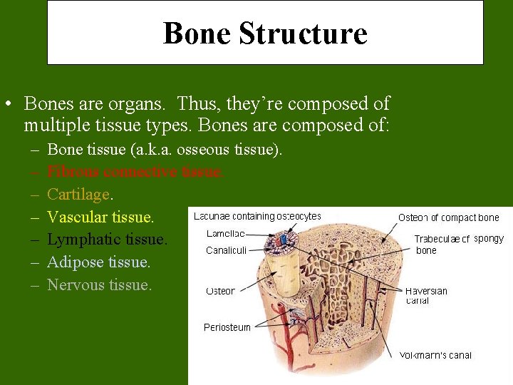 Bone Structure • Bones are organs. Thus, they’re composed of multiple tissue types. Bones Bone Structure • Bones are organs. Thus, they’re composed of multiple tissue types. Bones