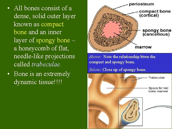 • All bones consist of a dense, solid outer layer known as compact • All bones consist of a dense, solid outer layer known as compact