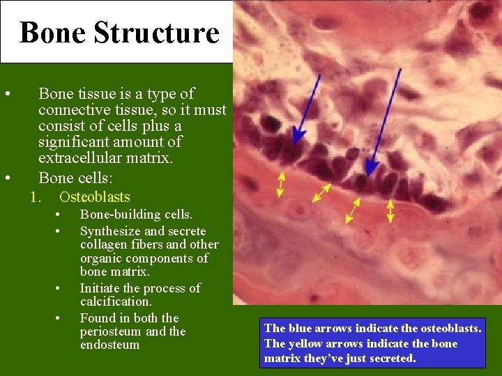 Bone Structure • • Bone tissue is a type of connective tissue, so it Bone Structure • • Bone tissue is a type of connective tissue, so it