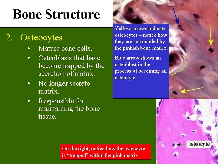Bone Structure 2. Osteocytes • • Mature bone cells. Osteoblasts that have become trapped Bone Structure 2. Osteocytes • • Mature bone cells. Osteoblasts that have become trapped