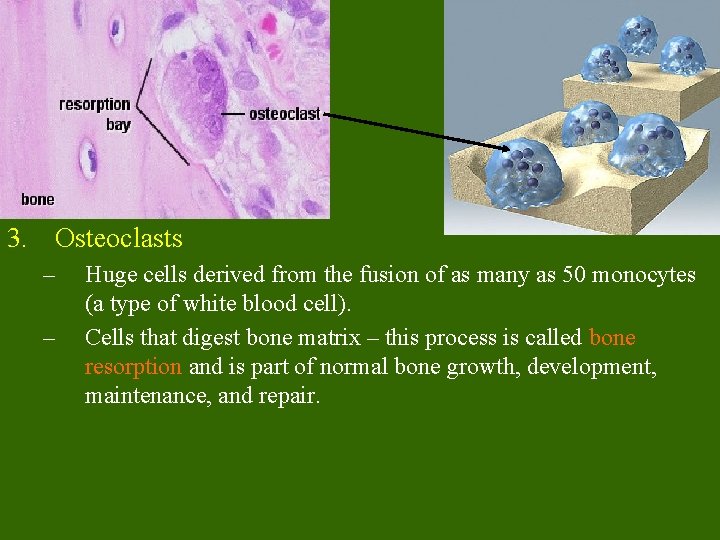 3. Osteoclasts – – Huge cells derived from the fusion of as many as 3. Osteoclasts – – Huge cells derived from the fusion of as many as