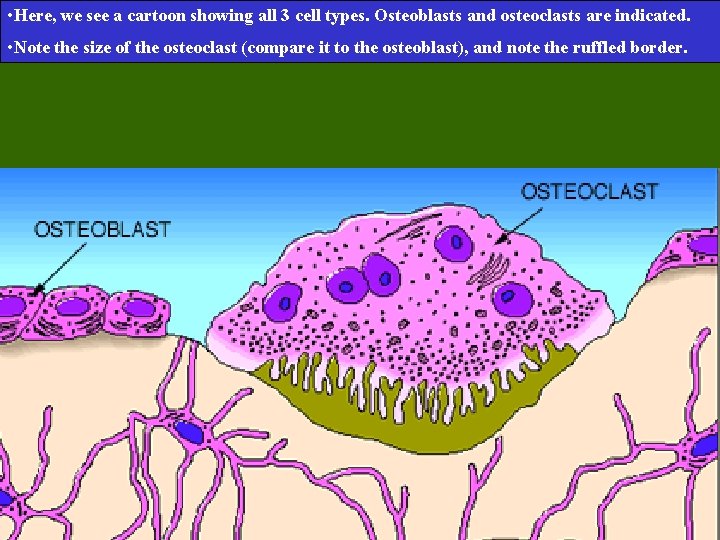 • Here, we see a cartoon showing all 3 cell types. Osteoblasts and • Here, we see a cartoon showing all 3 cell types. Osteoblasts and