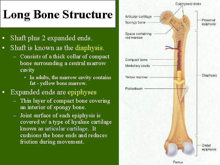 Long Bone Structure • Shaft plus 2 expanded ends. • Shaft is known as Long Bone Structure • Shaft plus 2 expanded ends. • Shaft is known as