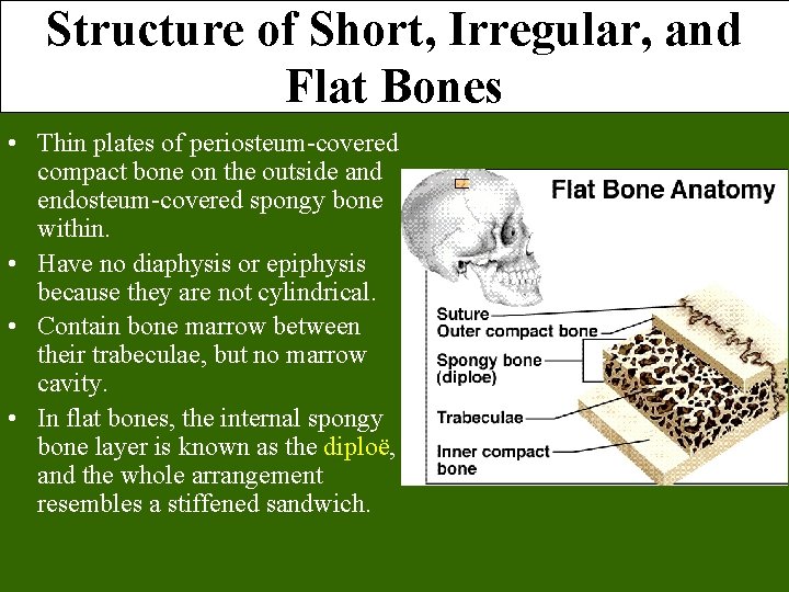 Structure of Short, Irregular, and Flat Bones • Thin plates of periosteum-covered compact bone Structure of Short, Irregular, and Flat Bones • Thin plates of periosteum-covered compact bone