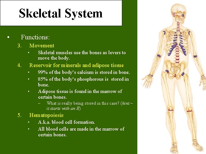 Skeletal System • Functions: 3. Movement • 4. Skeletal muscles use the bones as Skeletal System • Functions: 3. Movement • 4. Skeletal muscles use the bones as