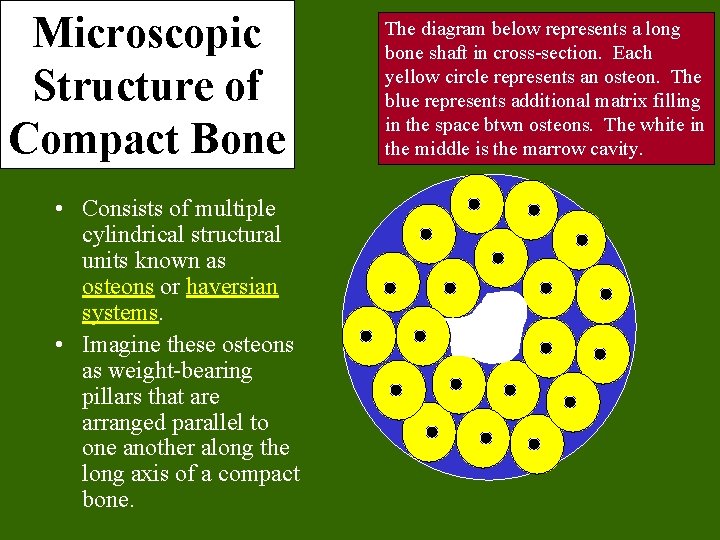 Microscopic Structure of Compact Bone • Consists of multiple cylindrical structural units known as Microscopic Structure of Compact Bone • Consists of multiple cylindrical structural units known as