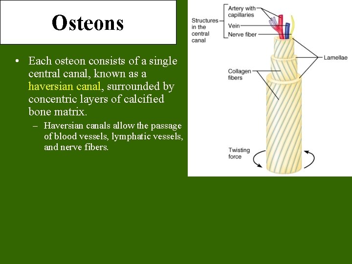 Osteons • Each osteon consists of a single central canal, known as a haversian Osteons • Each osteon consists of a single central canal, known as a haversian