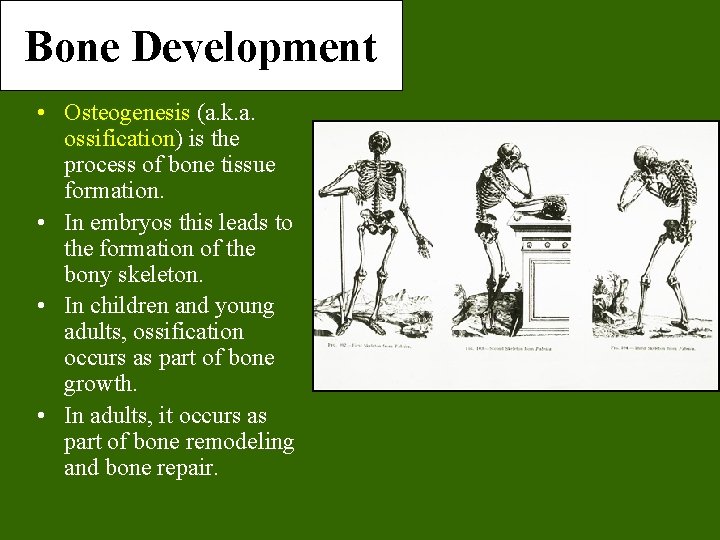 Bone Development • Osteogenesis (a. k. a. ossification) is the process of bone tissue Bone Development • Osteogenesis (a. k. a. ossification) is the process of bone tissue