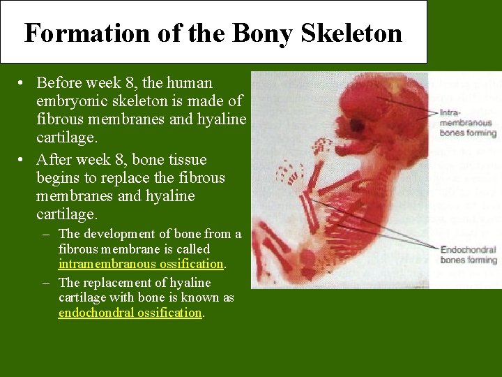 Formation of the Bony Skeleton • Before week 8, the human embryonic skeleton is Formation of the Bony Skeleton • Before week 8, the human embryonic skeleton is