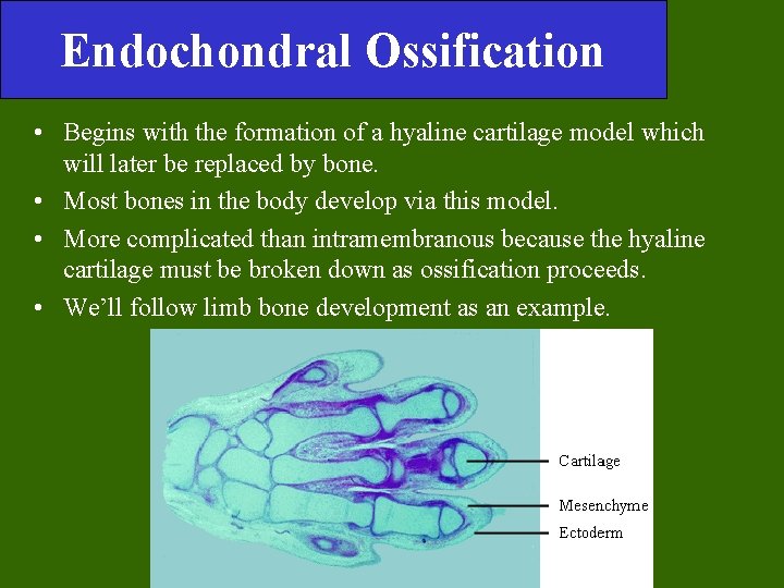 Endochondral Ossification • Begins with the formation of a hyaline cartilage model which will Endochondral Ossification • Begins with the formation of a hyaline cartilage model which will
